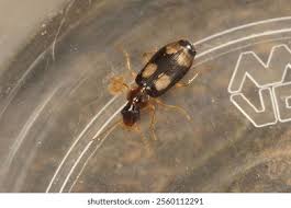 Attēlu rezultāti vaicājumam “Dromius quadrimaculatus”