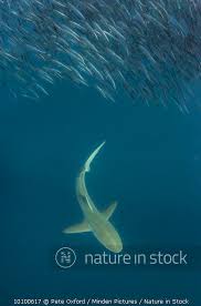 Image result for Carcharhinus brachyurus