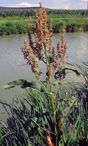 Attēlu rezultāti vaicājumam “Rumex aquaticus”