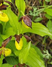 Attēlu rezultāti vaicājumam “Cypripedium calceolus”