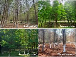 Attēlu rezultāti vaicājumam “Ophiotheca chrysosperma”