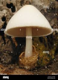 Attēlu rezultāti vaicājumam “Volvariella bombycina”