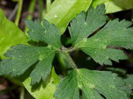 Attēlu rezultāti vaicājumam “Ranunculus repens leaf”
