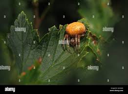 Attēlu rezultāti vaicājumam “Araneus marmoreus”