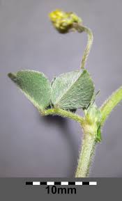 Attēlu rezultāti vaicājumam “Medicago lupulina bud”