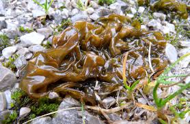 Attēlu rezultāti vaicājumam “Nostoc commune”