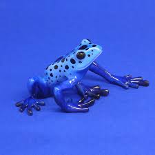 Image result for blauer baumsteiger