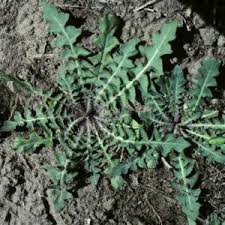 Attēlu rezultāti vaicājumam “Sisymbrium altissimum leaf”