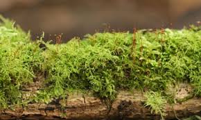 Attēlu rezultāti vaicājumam “Thuidium tamariscinum”