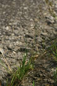 Attēlu rezultāti vaicājumam “Puccinellia distans”