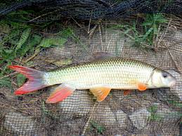 Image result for Moxostoma macrolepidotum