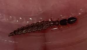 Attēlu rezultāti vaicājumam “Raphidioptera larva”