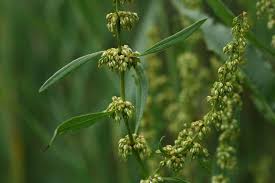 Attēlu rezultāti vaicājumam “Rumex hydrolapathum”