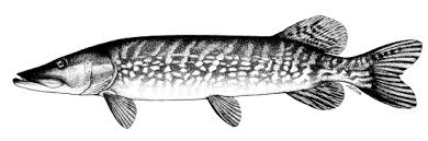Image result for Esox lucius