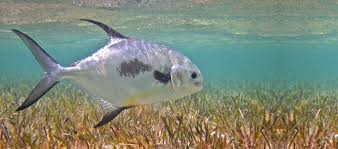 Image result for Trachinotus falcatus