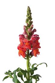 Attēlu rezultāti vaicājumam “Antirrhinum majus”