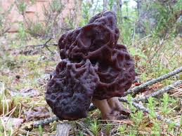 Attēlu rezultāti vaicājumam “Gyromitra esculenta”