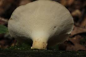 Attēlu rezultāti vaicājumam “Polyporus tubaeformis”