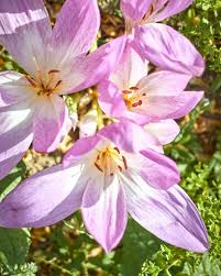 Image result for Herbstzeitlose