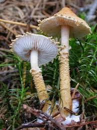 Attēlu rezultāti vaicājumam “Cystoderma amianthinum”