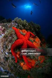 Image result for Asterias rubens