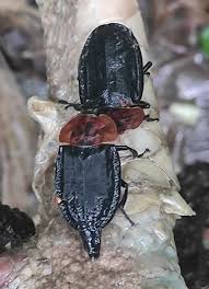 Attēlu rezultāti vaicājumam “Oiceoptoma thoracicum”