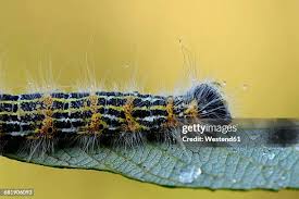 Attēlu rezultāti vaicājumam “Phalera bucephala”