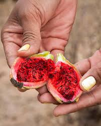 Attēlu rezultāti vaicājumam “Rosa subcanina fruit”