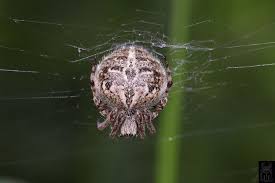 Attēlu rezultāti vaicājumam “Araneidae”