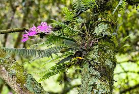 Attēlu rezultāti vaicājumam “Conardia compacta macro”