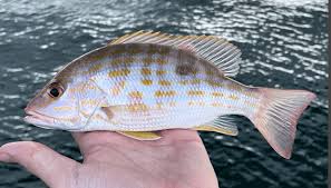 Image result for Lutjanus synagris