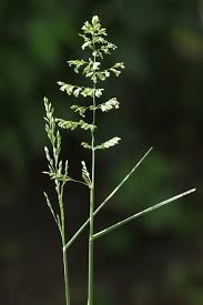 Attēlu rezultāti vaicājumam “Poa compressa”