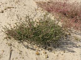 Attēlu rezultāti vaicājumam “Corispermum hyssopifolium”