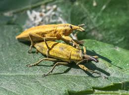 Attēlu rezultāti vaicājumam “Lixus iridis”