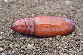 Attēlu rezultāti vaicājumam “Mamestra brassicae pupa”