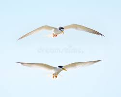 Attēlu rezultāti vaicājumam “Sternula albifrons”