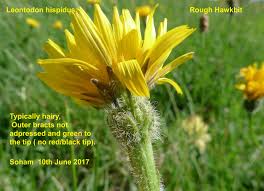 Attēlu rezultāti vaicājumam “Leontodon hispidus”