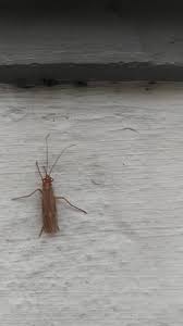 Attēlu rezultāti vaicājumam “Chaetopteryx villosa”