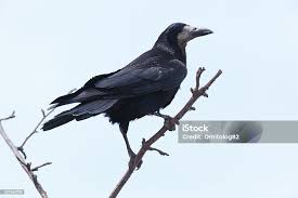 Attēlu rezultāti vaicājumam “Corvus frugilegus”