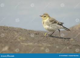 Attēlu rezultāti vaicājumam “Motacilla alba juvenile”