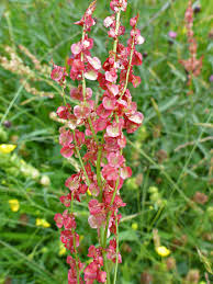 Attēlu rezultāti vaicājumam “Rumex acetosa flower”