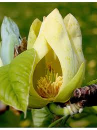 Attēlu rezultāti vaicājumam “Magnolia acuminata flower”