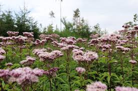 Image result for Eupatorium cannabinum