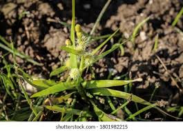 Attēlu rezultāti vaicājumam “Sparganium minimum”