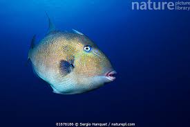 Image result for Balistes capriscus