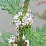 Attēlu rezultāti vaicājumam “Lycopus europaeus”