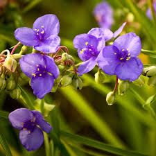 Attēlu rezultāti vaicājumam “Tradescantia virginiana flower”