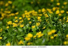 Attēlu rezultāti vaicājumam “Ficaria verna flower”