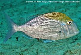 Image result for Calamus nodosus