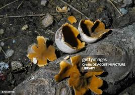 Attēlu rezultāti vaicājumam “Peziza vesiculosa”